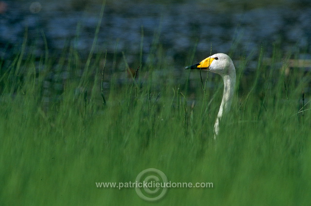 Whooper Swan (Cygnus cygnus) - Cygne chanteur - 20691