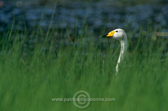 Whooper Swan (Cygnus cygnus) - Cygne chanteur - 20691