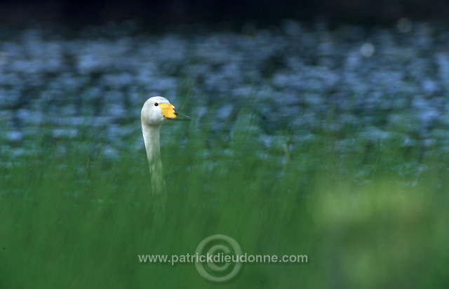 Whooper Swan (Cygnus cygnus) - Cygne chanteur - 20692