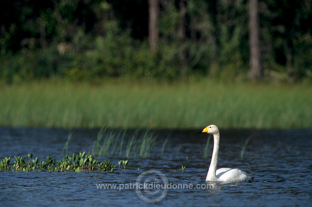 Whooper Swan (Cygnus cygnus) - Cygne chanteur - 20693