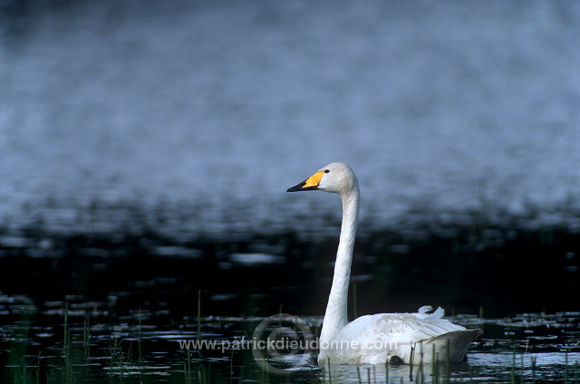 Whooper Swan (Cygnus cygnus) - Cygne chanteur - 20694