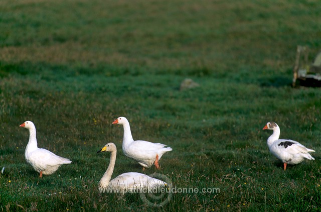 Whooper Swan (Cygnus cygnus) - Cygne chanteur - 20695