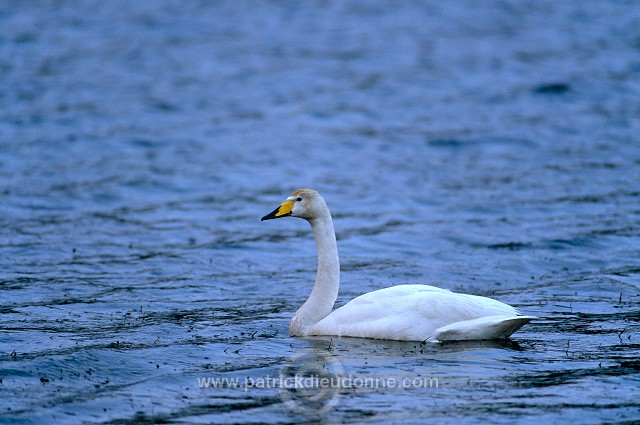 Whooper Swan (Cygnus cygnus) - Cygne chanteur - 20696