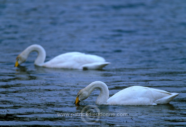 Whooper Swan (Cygnus cygnus) - Cygne chanteur - 20697