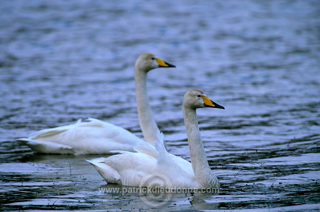 Whooper Swan (Cygnus cygnus) - Cygne chanteur - 20698