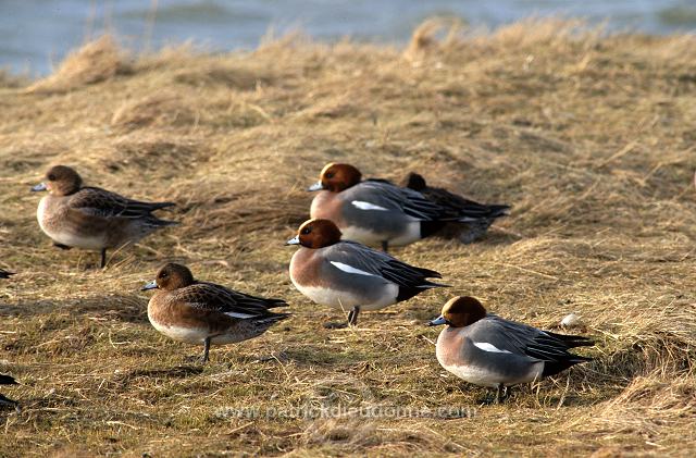 Wigeon (Anas penelope) - Canard siffleur - 20699