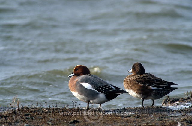 Wigeon (Anas penelope) - Canard siffleur - 20700