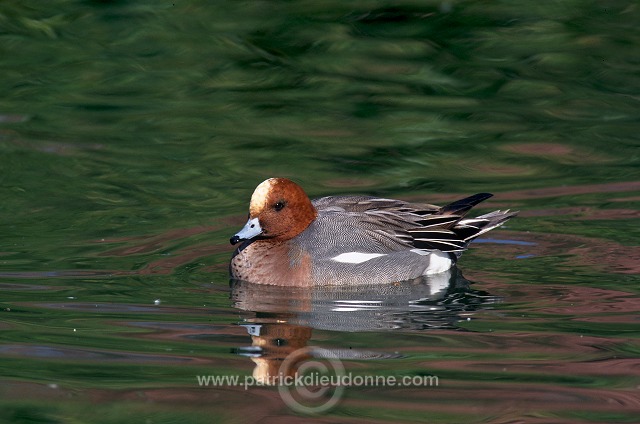 Wigeon (Anas penelope) - Canard siffleur - 20701