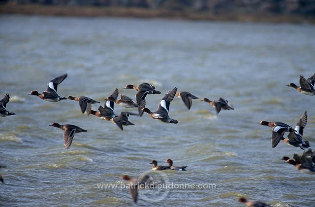 Wigeon (Anas penelope) - Canard siffleur - 20702