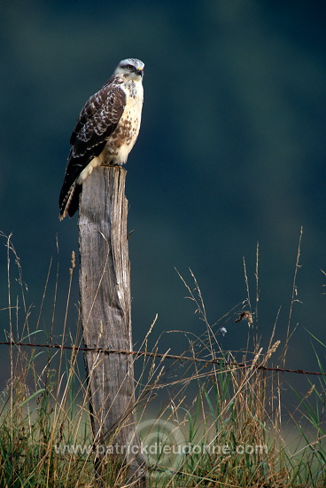 Common Buzzard (Buteo buteo) - Buse variable - 20703