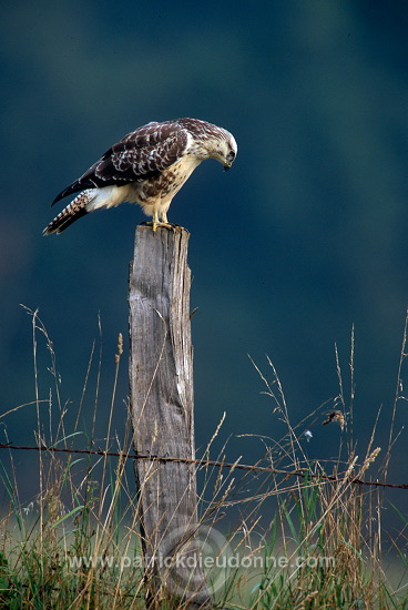 Common Buzzard (Buteo buteo) - Buse variable - 20704