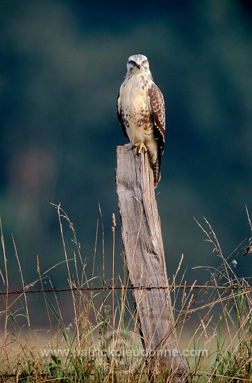 Common Buzzard (Buteo buteo) - Buse variable -  20705