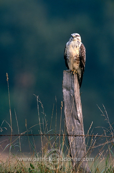 Common Buzzard (Buteo buteo) - Buse variable - 20706