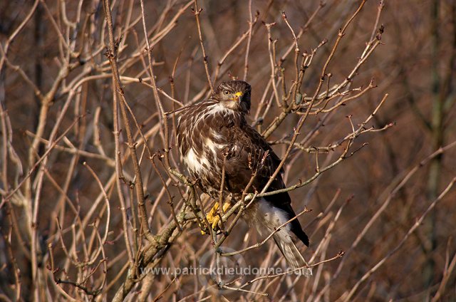 Common Buzzard (Buteo buteo) - Buse variable - 20708