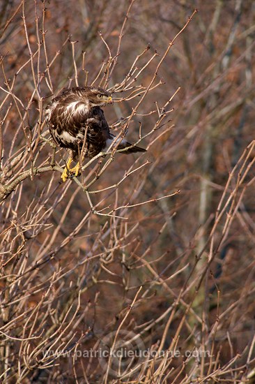 Common Buzzard (Buteo buteo) - Buse variable - 20709