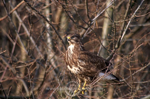 Common Buzzard (Buteo buteo) - Buse variable - 20710