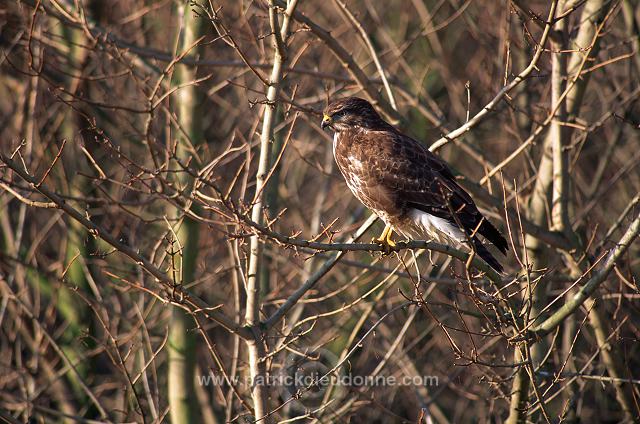 Common Buzzard (Buteo buteo) - Buse variable - 20711