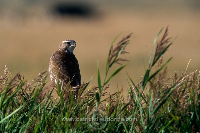 Common Buzzard (Buteo buteo) - Buse variable - 20712