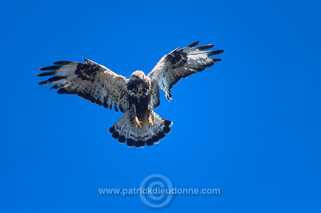 Rough-legged Buzzard (Buteo lagopus) - Buse  pattue - 20713