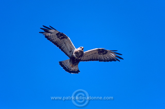 Rough-legged Buzzard (Buteo lagopus) - Buse  pattue - 20714