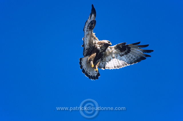 Rough-legged Buzzard (Buteo lagopus) - Buse  pattue - 20715