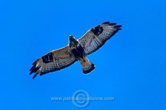 Rough-legged Buzzard (Buteo lagopus) - Buse  pattue - 20716