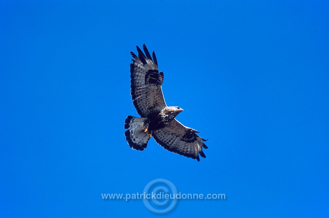 Rough-legged Buzzard (Buteo lagopus) - Buse  pattue - 20717