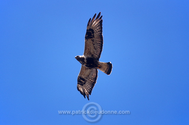 Rough-legged Buzzard (Buteo lagopus) - Buse  pattue - 20718