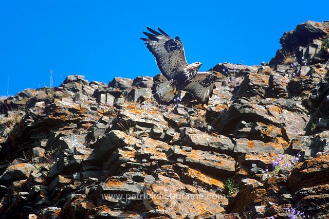 Rough-legged Buzzard (Buteo lagopus) - Buse  pattue - 20719