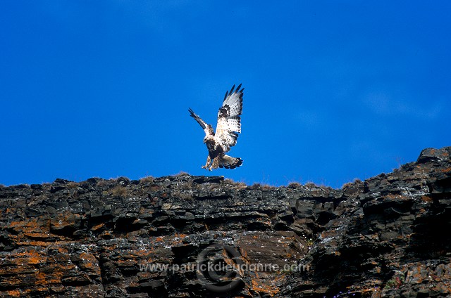 Rough-legged Buzzard (Buteo lagopus) - Buse  pattue - 20720