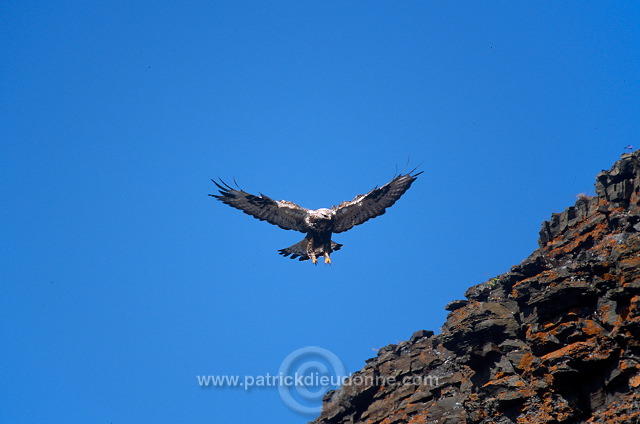 Rough-legged Buzzard (Buteo lagopus) - Buse  pattue - 20721