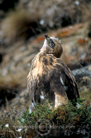 Rough-legged Buzzard (Buteo lagopus) - Buse  pattue -  20723