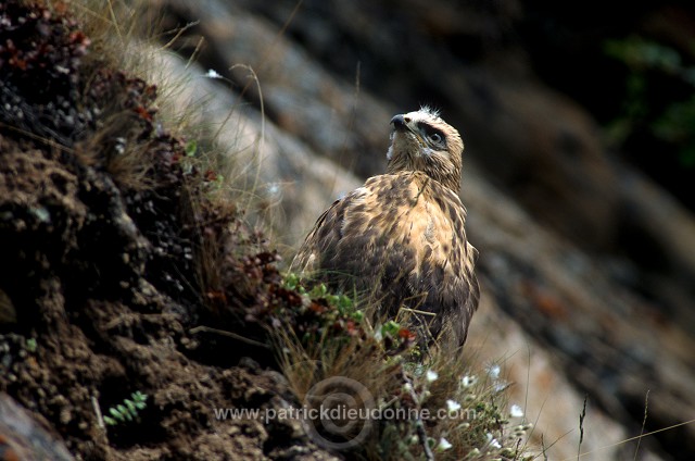 Rough-legged Buzzard (Buteo lagopus) - Buse  pattue - 20724