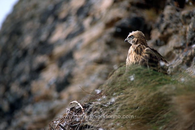 Rough-legged Buzzard (Buteo lagopus) - Buse  pattue - 20725
