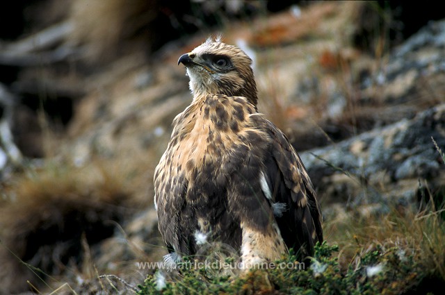 Rough-legged Buzzard (Buteo lagopus) - Buse  pattue - 20726