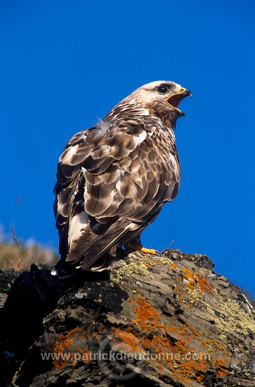 Rough-legged Buzzard (Buteo lagopus) - Buse  pattue -  20727