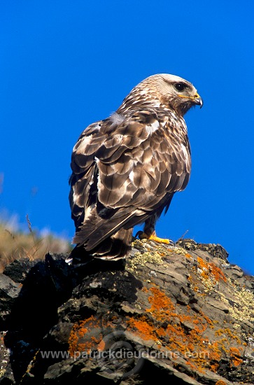 Rough-legged Buzzard (Buteo lagopus) - Buse  pattue - 20728