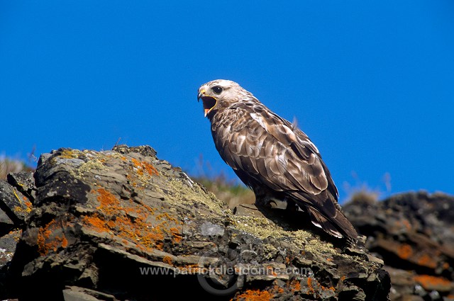 Rough-legged Buzzard (Buteo lagopus) - Buse  pattue - 20729