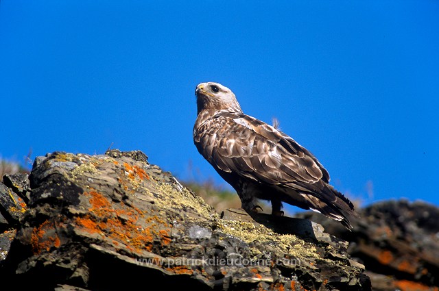 Rough-legged Buzzard (Buteo lagopus) - Buse  pattue - 20730