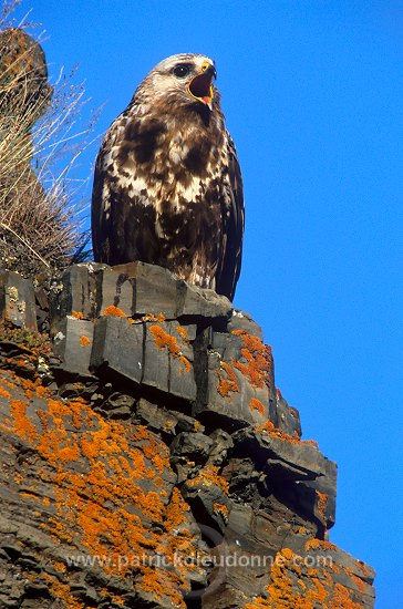 Rough-legged Buzzard (Buteo lagopus) - Buse  pattue - 20731