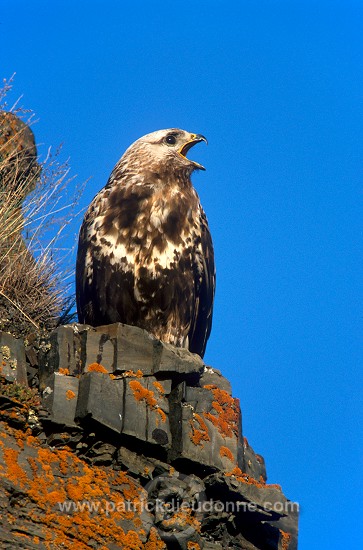 Rough-legged Buzzard (Buteo lagopus) - Buse  pattue - 20732