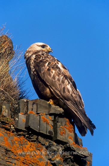 Rough-legged Buzzard (Buteo lagopus) - Buse  pattue - 20733