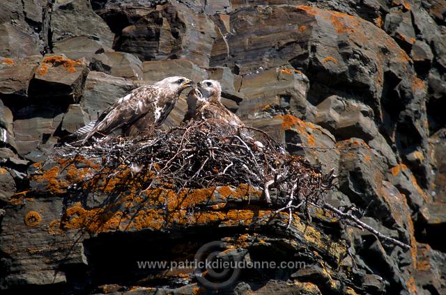 Rough-legged Buzzard (Buteo lagopus) - Buse  pattue - 20735