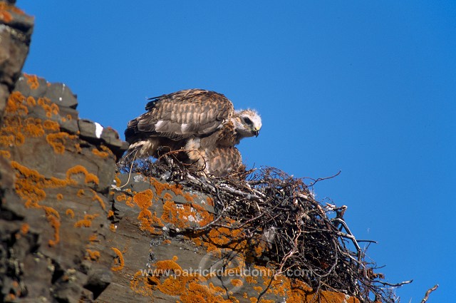 Rough-legged Buzzard (Buteo lagopus) - Buse  pattue - 20736