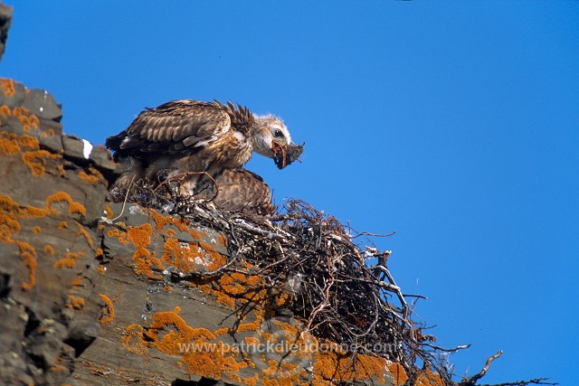 Rough-legged Buzzard (Buteo lagopus) - Buse  pattue - 20737