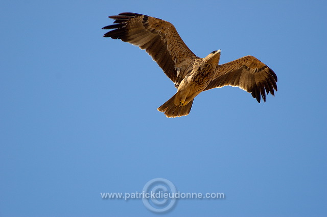 Imperial Eagle (Aquila heliaca) - Aigle imperial 10612