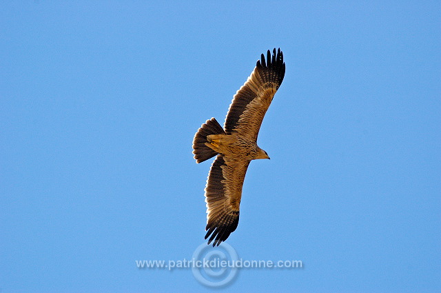 Imperial Eagle (Aquila heliaca) - Aigle imperial  10613