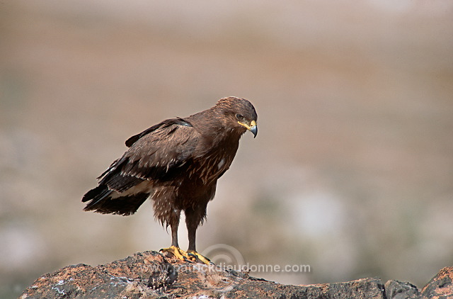 Lesser Spotted Eagle (Aquila pomarina) - Aigle pomarin  10939