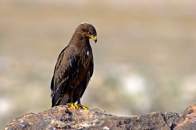 Lesser Spotted Eagle (Aquila pomarina) - Aigle pomarin 10614