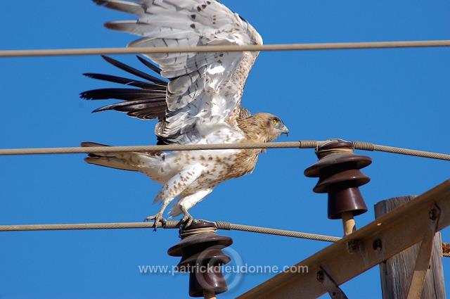 Short-toed Eagle (Circaetus gallicus) - Circaète Jean-le-Blanc 10615